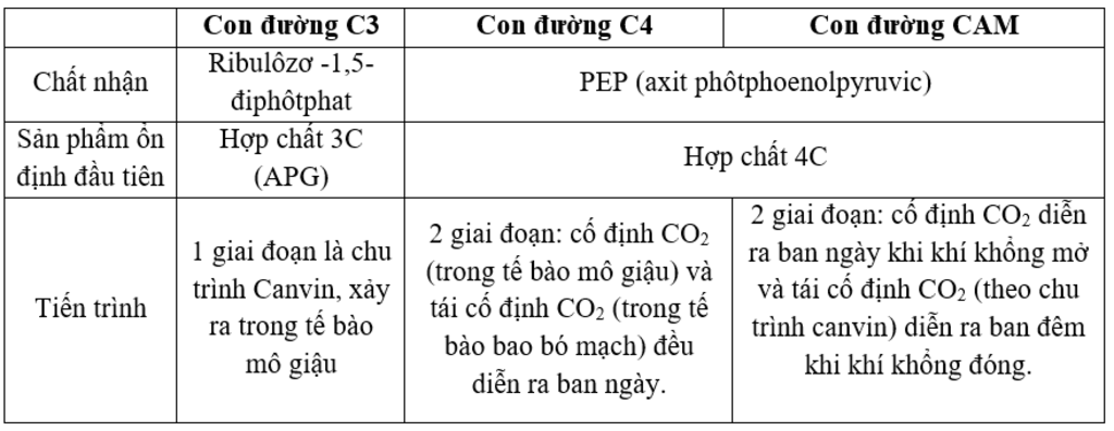 Sự Giống Nhau Và Khác Nhau Trong Quang Hợp ở Các Nhóm Thực Vật C3 C4