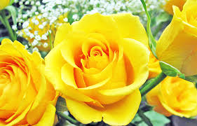 Hoa hồng vàng tặng sinh nhật