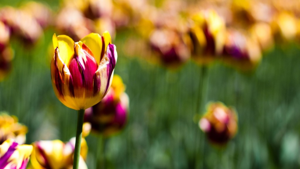 hinh nen hoa tulip 9049354