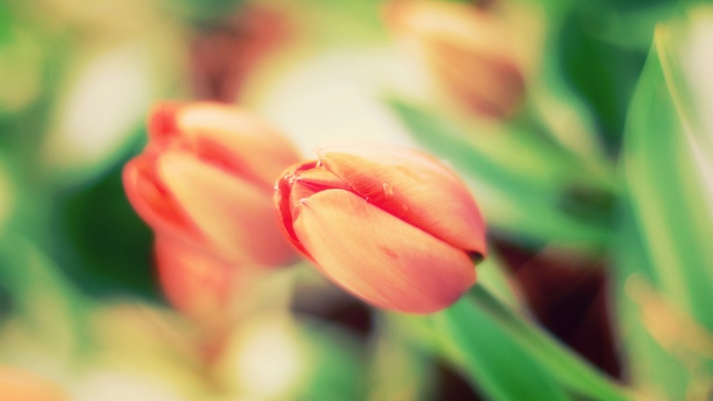 hinh nen hoa tulip 9852635