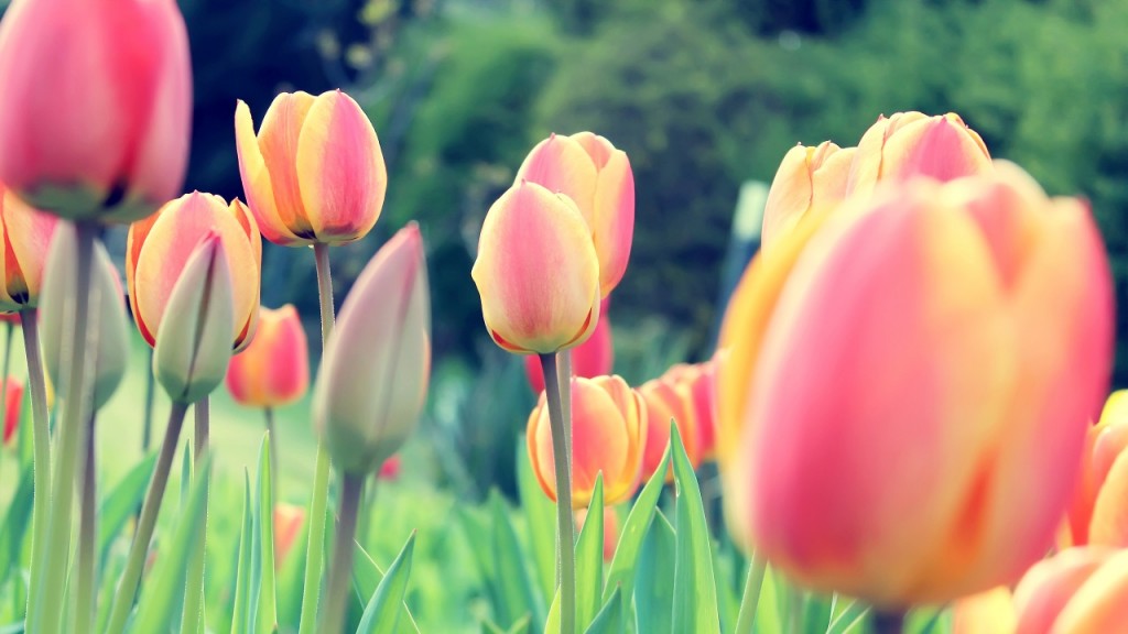 hinh nen hoa tulip 6873665