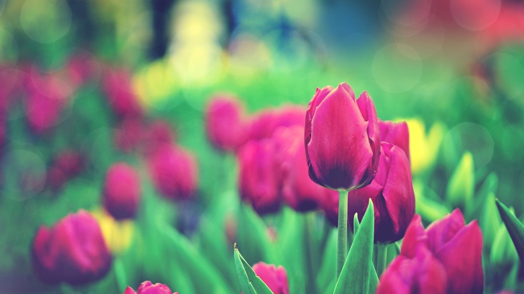 Ảnh hoa Tulip đẹp nhất thế giới