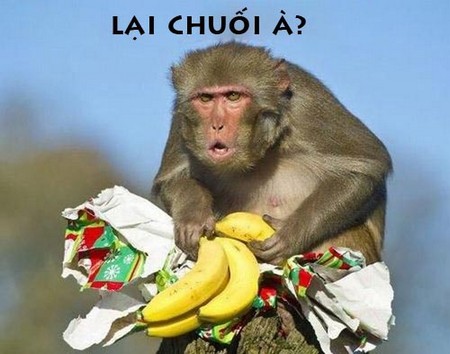 Hình ảnh hài hước về con khỉ