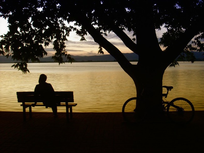 Ghế, cây và người cô đơn