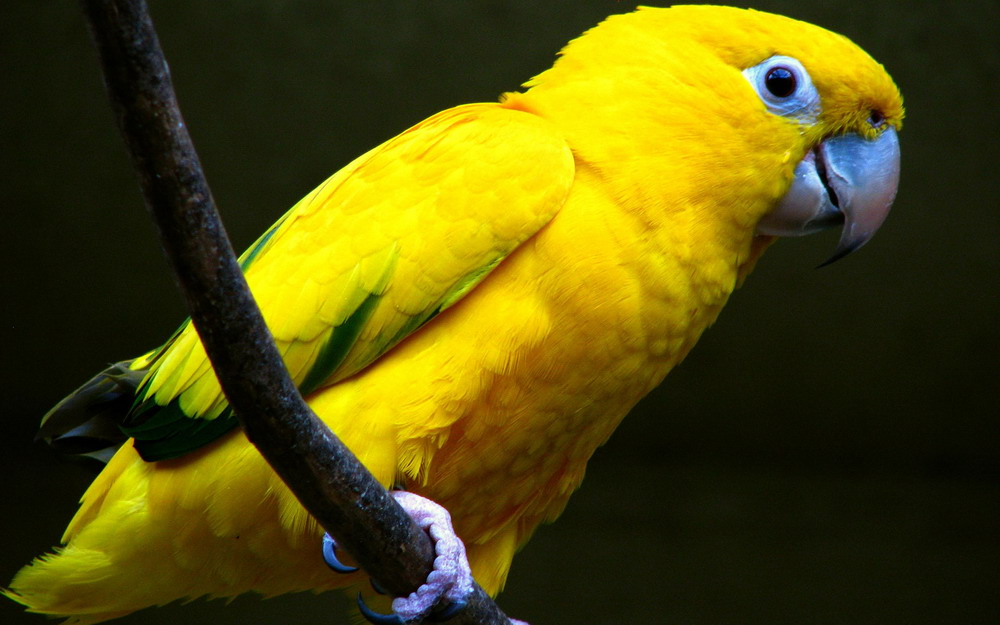 Hình ảnh miễn phí: con vẹt đuôi dài, màu vàng, vật nuôi, lồng, vẹt, lông  vũ, vàng, con vẹt, con chim, động vật hoang dã