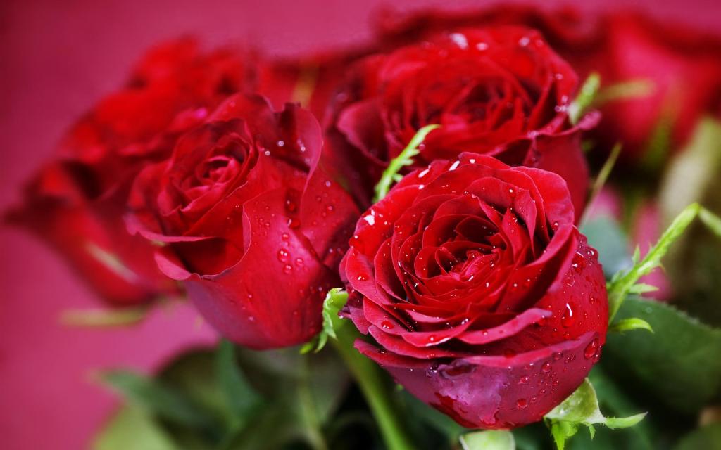 Hình ảnh hoa hồng đẹp lãng mạn