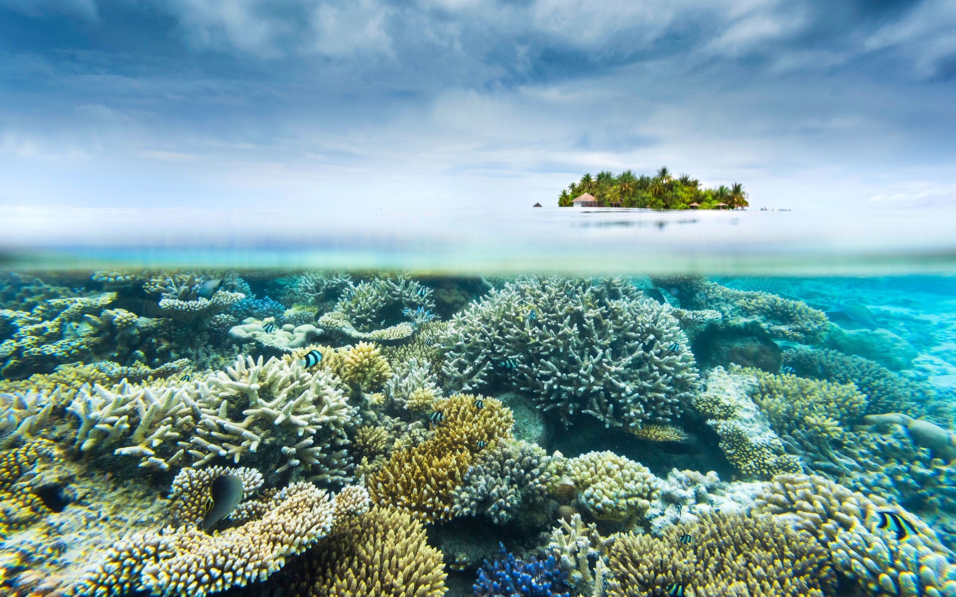 Rặng san hô gần một hòn đảo