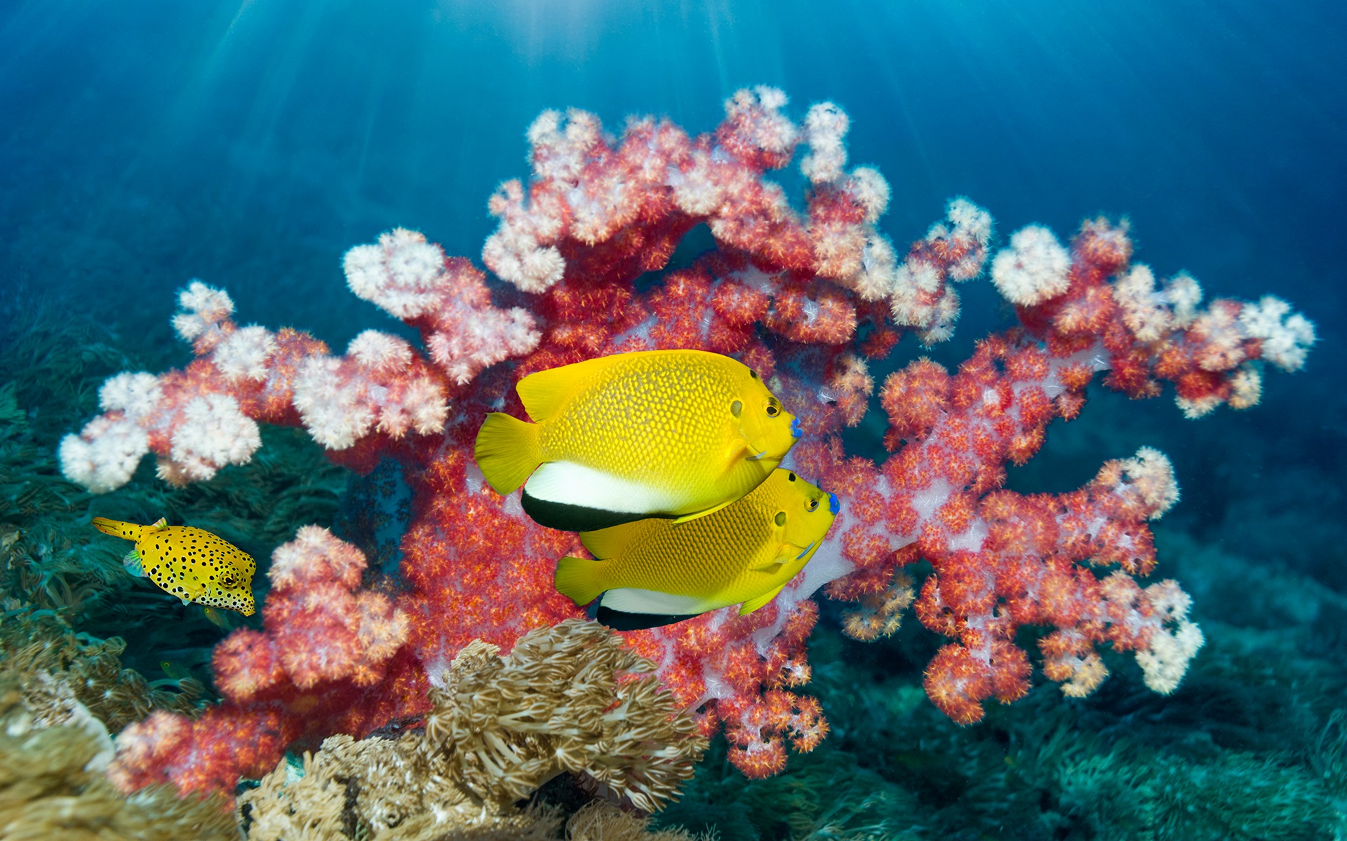 vẻ đẹp của san hô