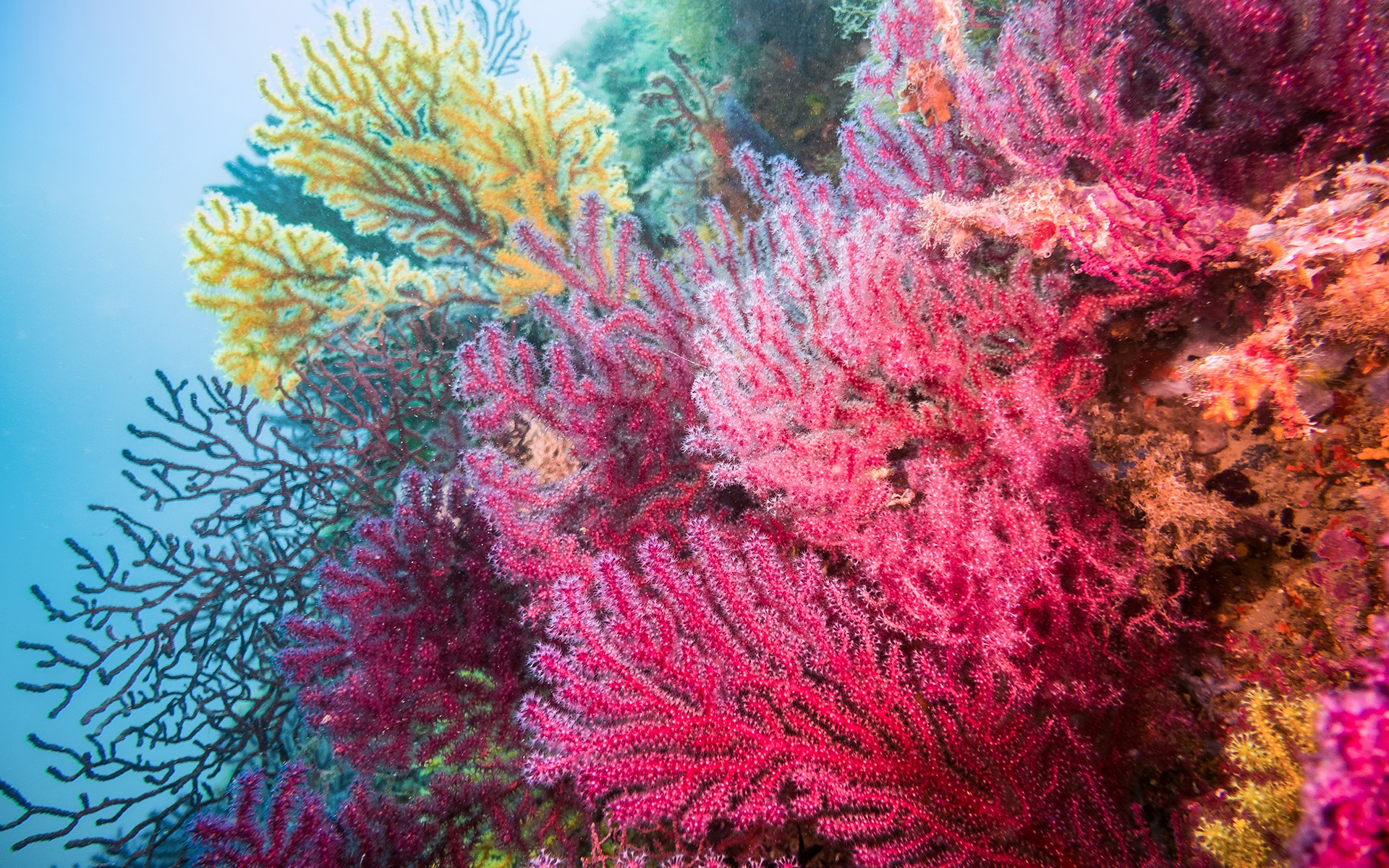 Một bức ảnh tuyệt đẹp dưới lòng biển