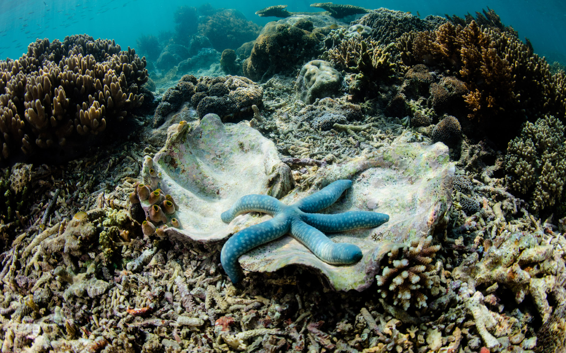 Một con sao biển dưới đáy biển