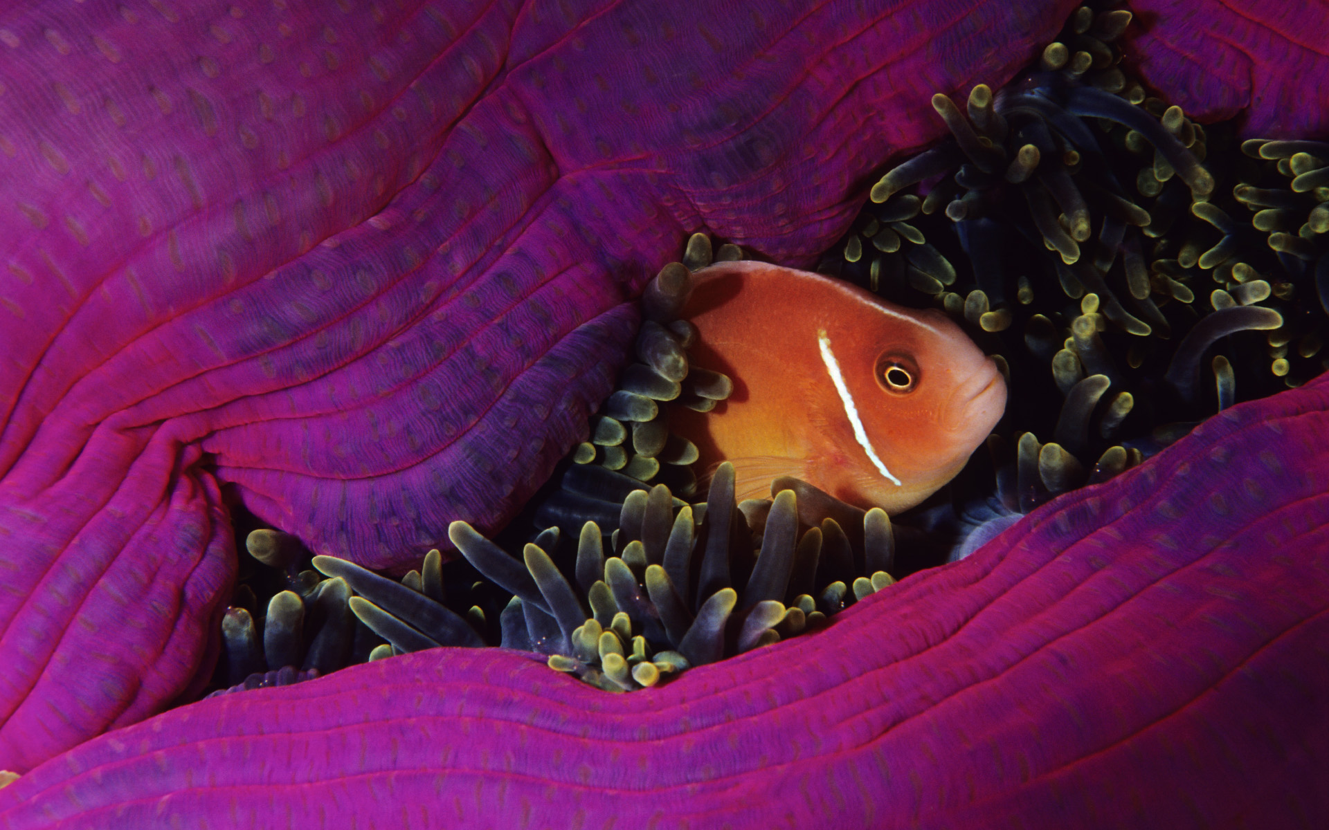 Cá và san hô đầy màu sắc