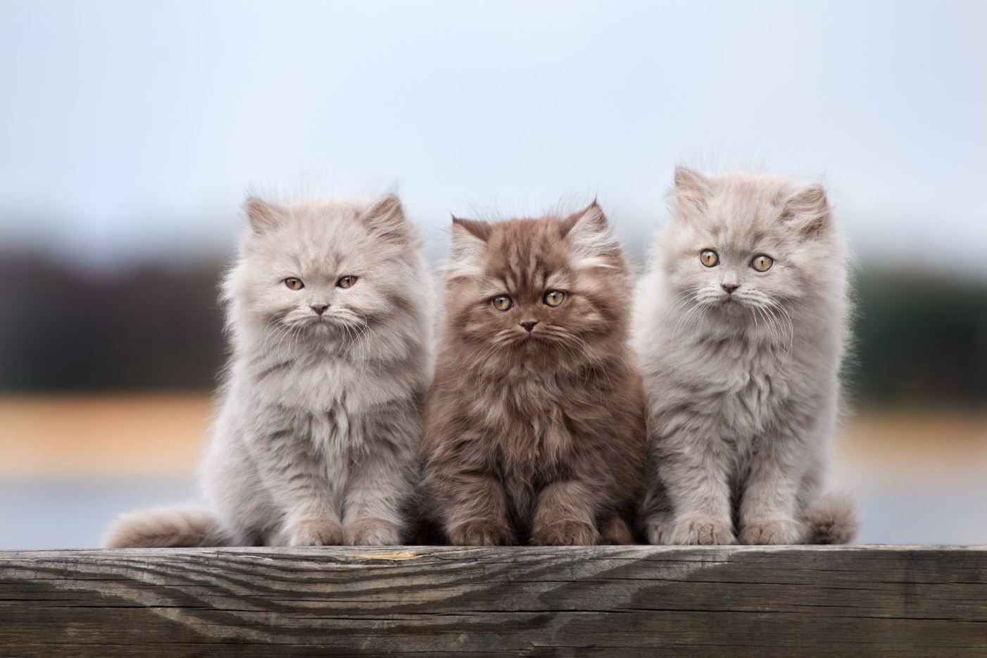 Lại 3 chú mèo con đáng yêu nữa