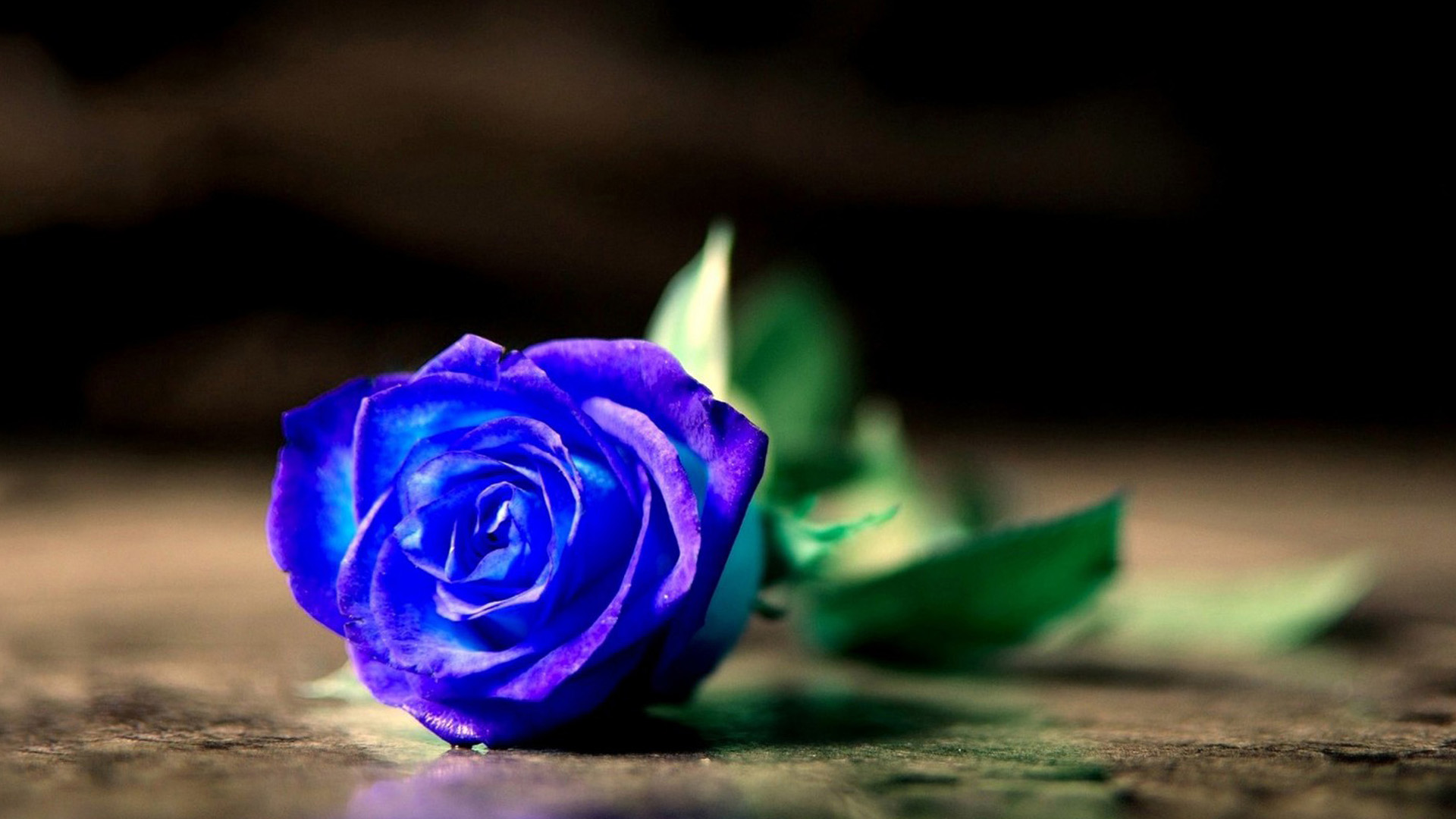 Những bông hồng xanh luôn mang vẻ đẹp huyền bí