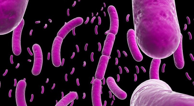 Vi khuẩn Bacillus Subtilis là gì? Có ở đâu?