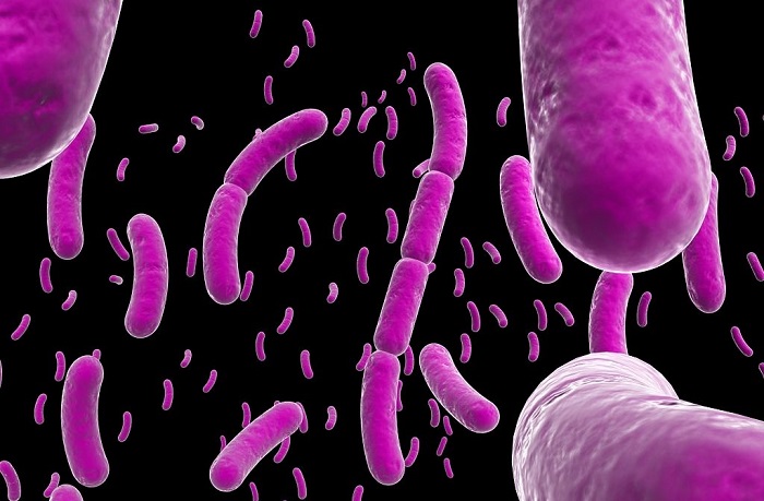 Vi khuẩn Bacillus Subtilis