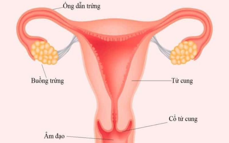 Hình 1: Vòi trứng là một trong những cơ quan sinh sản quan trọng ở nữ giới