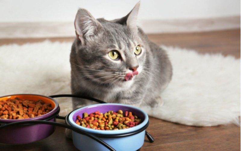 Hình 3: Mèo mẹ gần sinh có thể sẽ ít ăn, hoặc thậm chí không ăn