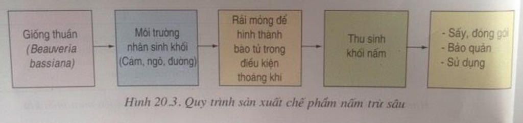 cau-1-trinh-bay-quy-trinh-san-uat-che-pham-nam-tru-sau-cau-2-trinh-bay-quy-trinh-bao-quan-hat-va