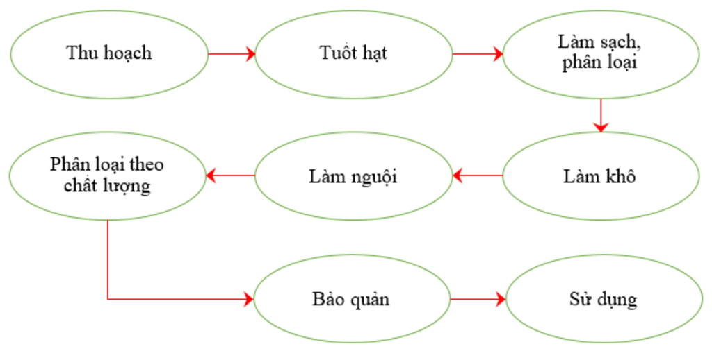 cho-em-hoi-trong-quy-trinh-bao-quan-thoc-ngo-khau-nao-la-quan-trong-nhat-va-vi-sao-a