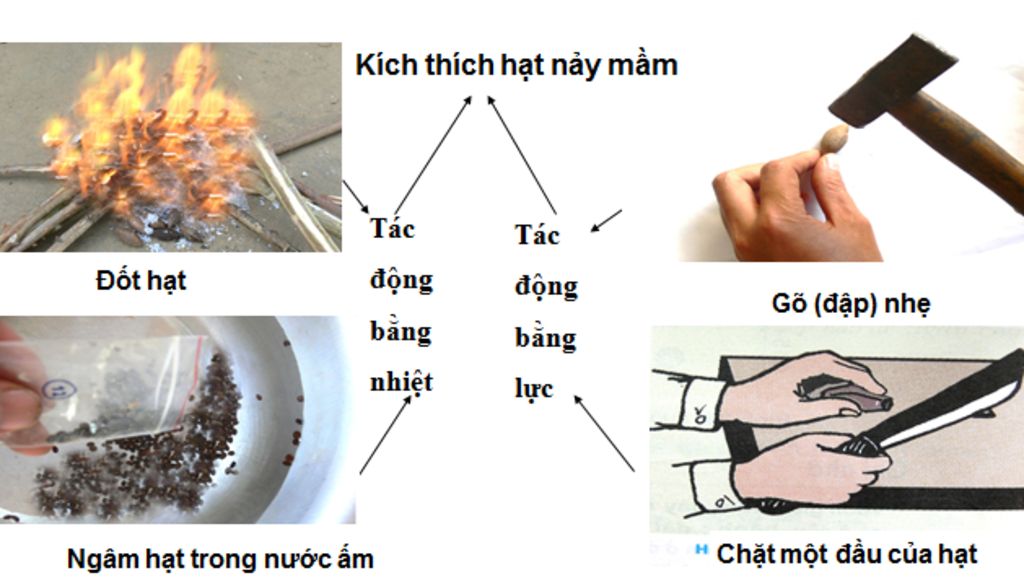 hay-ve-so-do-tu-duy-bai-24-gieo-hat-va-cham-soc-vuon-gieo-uom-cay-rung-ve-giup-e-vs-a-e-dang-can