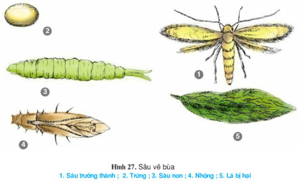 hinh-thai-sau-non-va-sau-truong-thanh