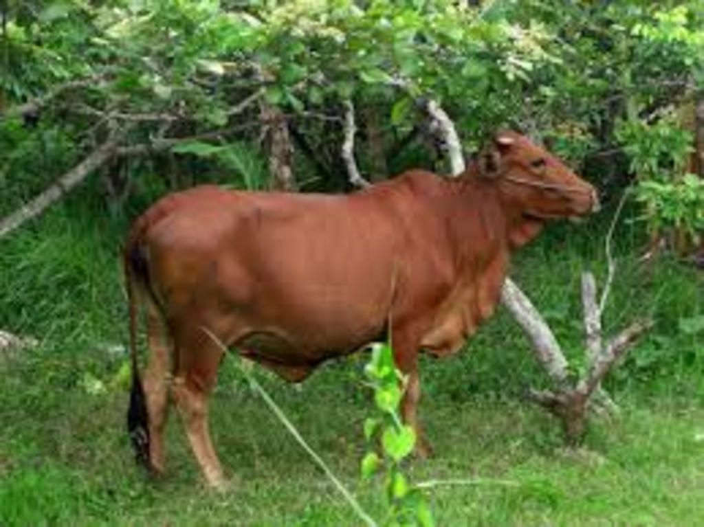 ke-ten-3-giong-bo-3-giong-cho-3-giong-ga-kem-hinh-chu-thik-ten-phia-duoi-va-mo-ta-tung-giong-dac