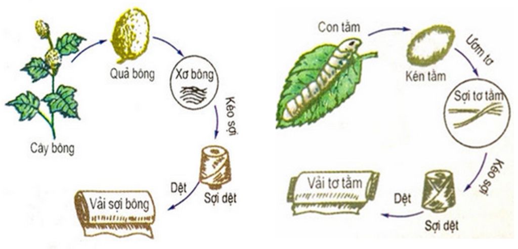 loai-vai-nao-co-nguon-goc-tu-bong-lanh-day-gai