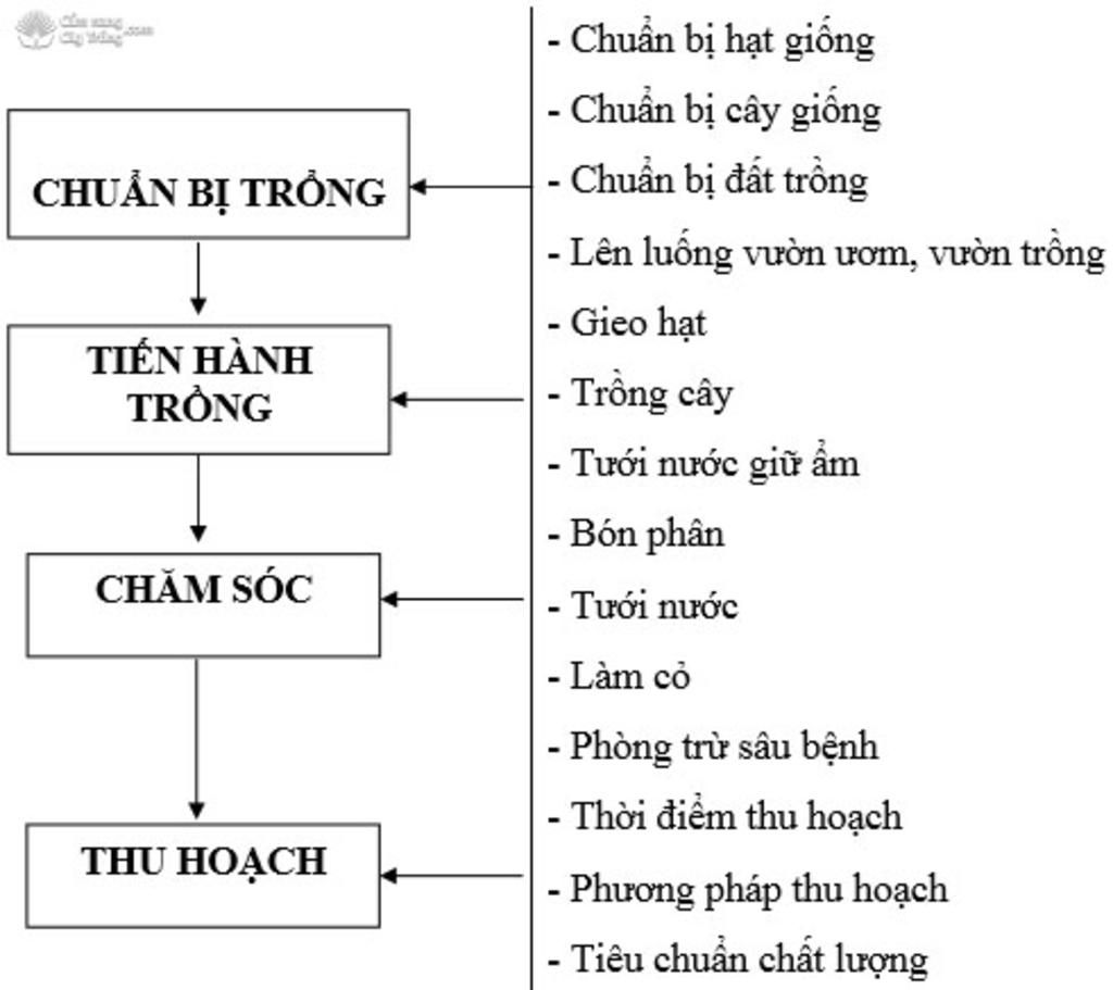 neu-cac-buoc-lam-dat-trong-cay-rau-cai-bap