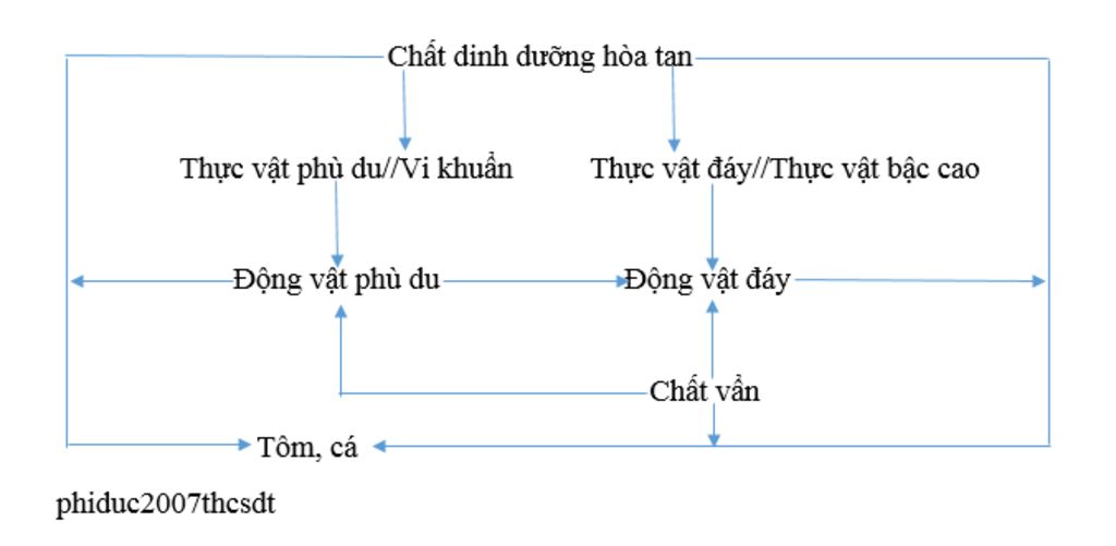 ve-so-do-ve-moi-quan-he-giua-cac-loai-thuc-an-trong-ao-nuoi-tom-ca