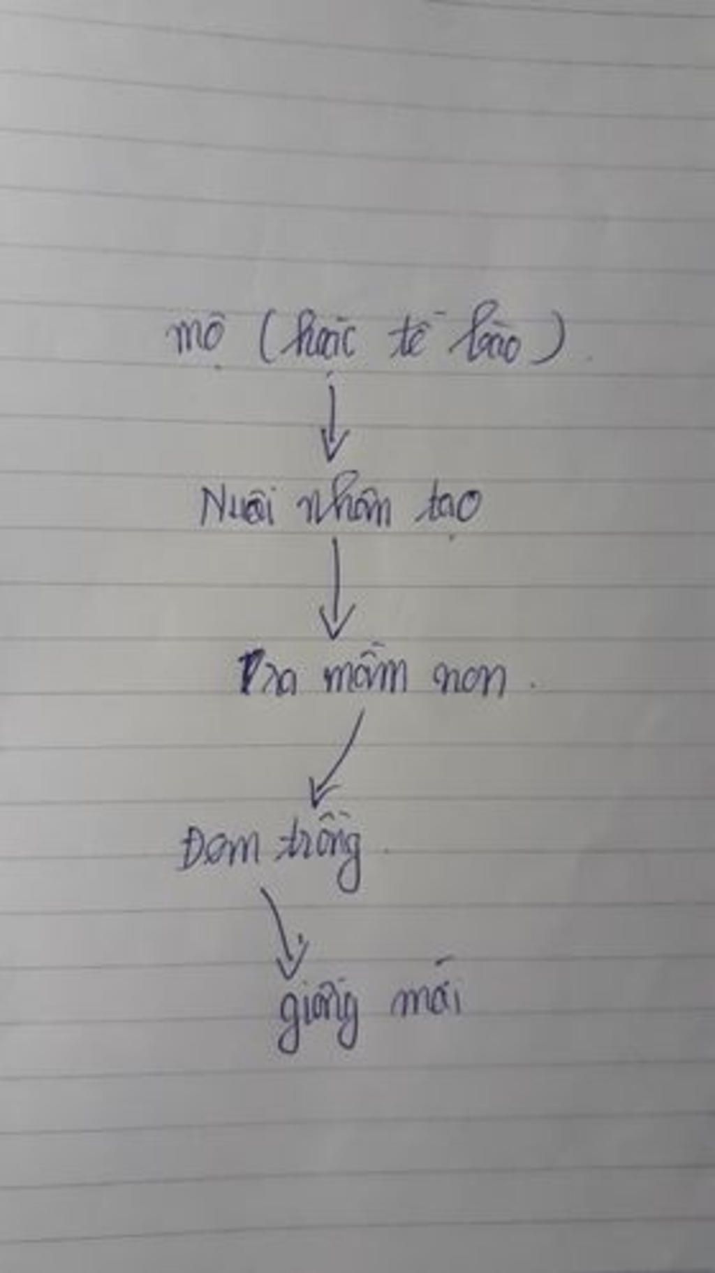 ve-so-o-tu-duy-ve-phuong-phap-cay-mo