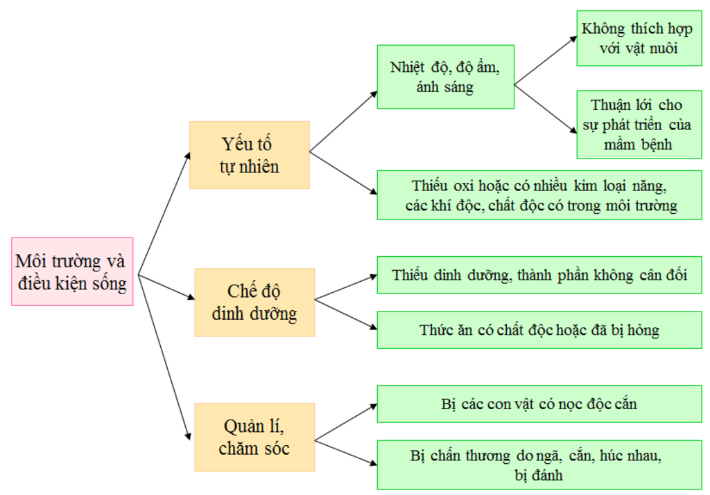 ve-va-trinh-bay-so-do-phat-sinh-trung-dich