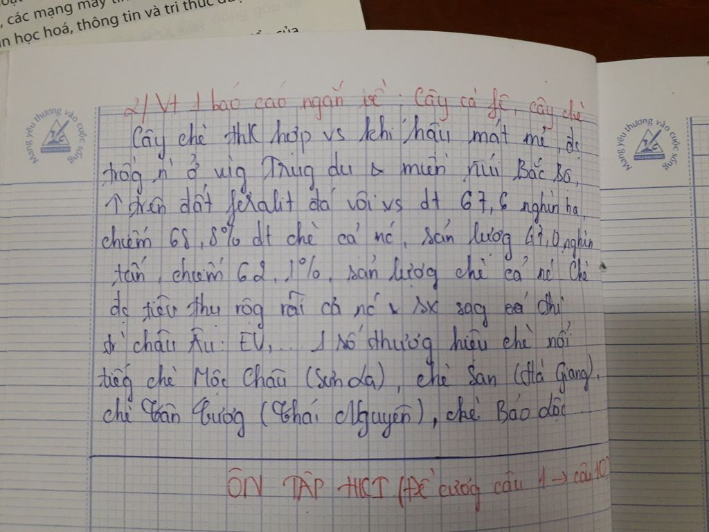 nho-dieu-kien-thuan-loi-nao-ma-cay-che-vung-trung-du-va-mien-nui-bac-bo-chiem-ti-trong-lon-ve-di