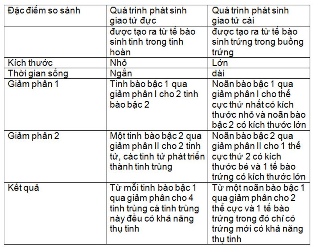 trinh-bay-su-khac-nhau-giua-qua-trinh-phat-sinh-giao-tu