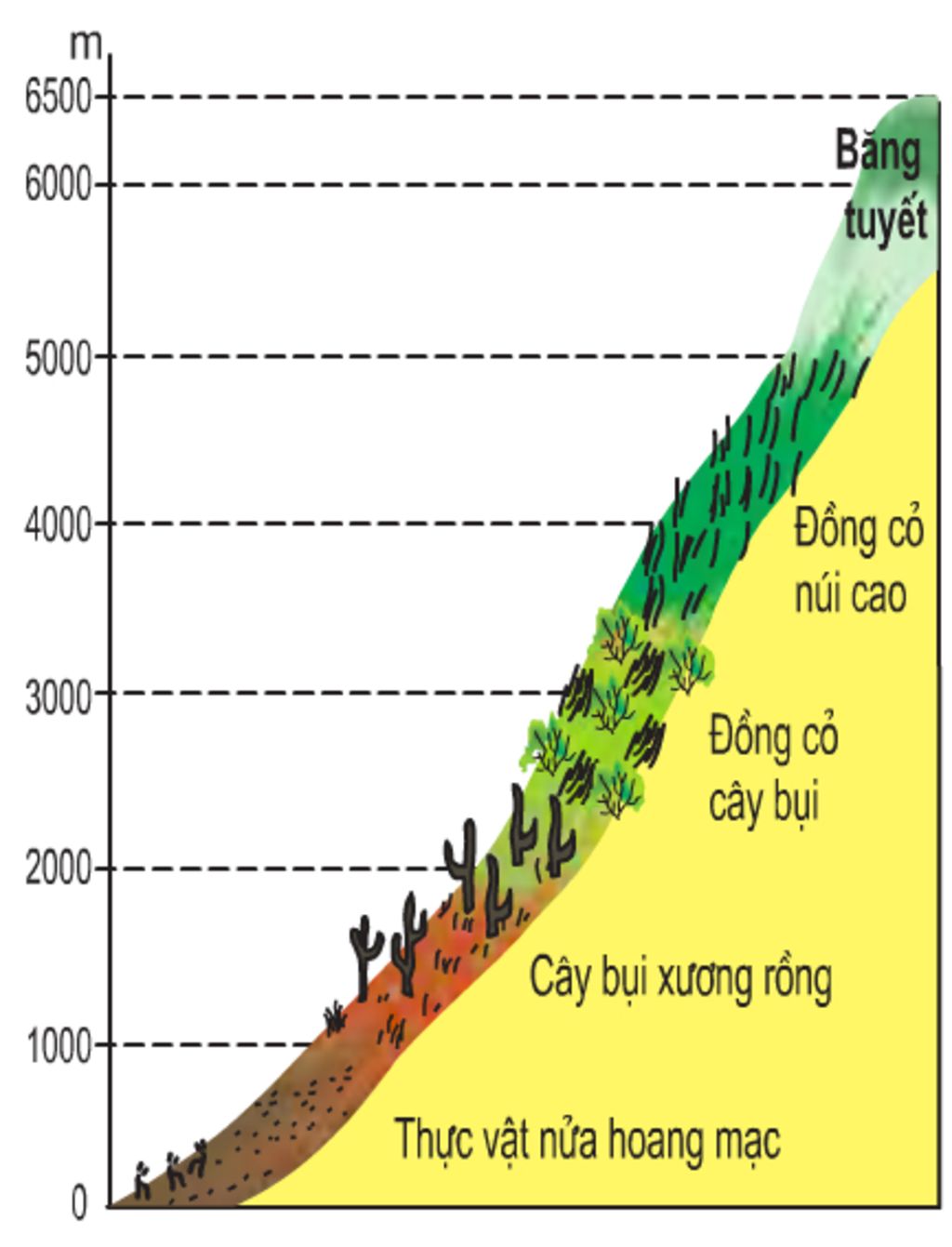 ve-luoc-do-phan-hoa-thuc-vat-o-suon-dong-va-suon-tay-day-andes