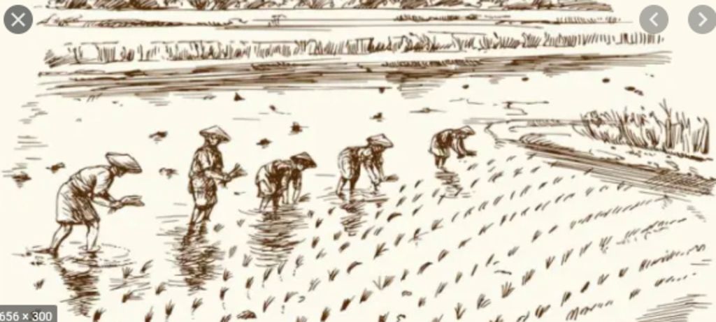 2-hinh-anh-chu-de-hinh-anh-trong-lua-gao-khoai-dau-rau-cu-3-hinh-anh-chu-de-chan-noi-danh-ca-san