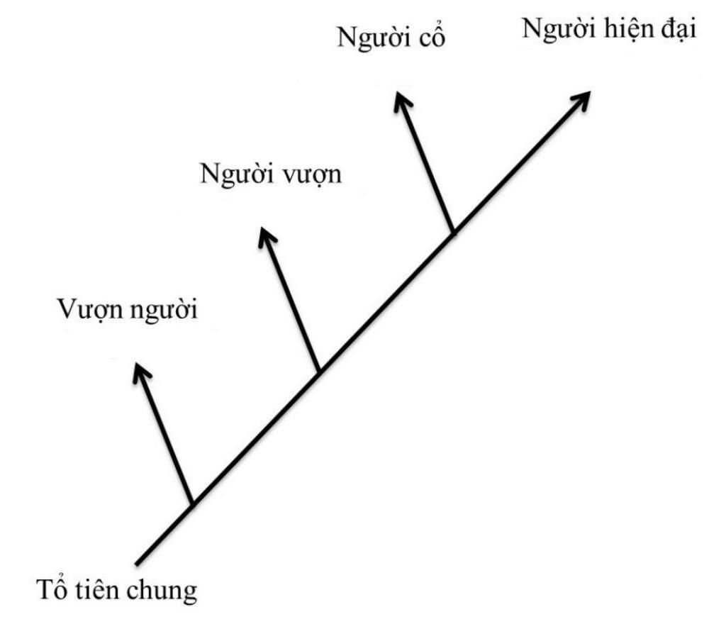 neu-qua-trinh-hinh-va-phat-trien-cua-lich-su-con-nguoi