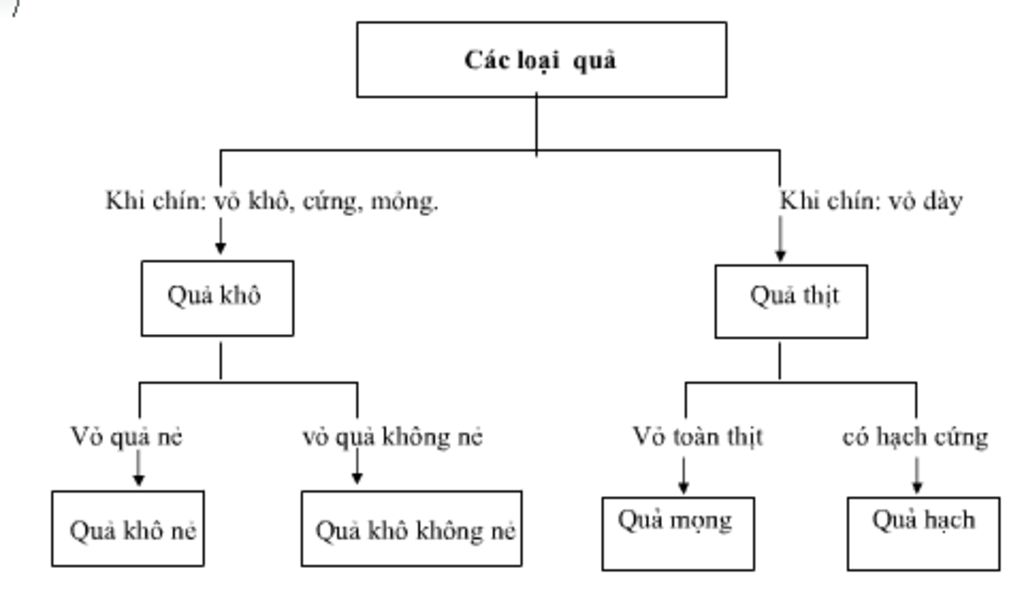 1-can-cu-vao-dac-diem-nao-de-phan-chia-cac-loai-qua-co-may-nhom-qua-chinh-2-trinh-bay-duoi-dang