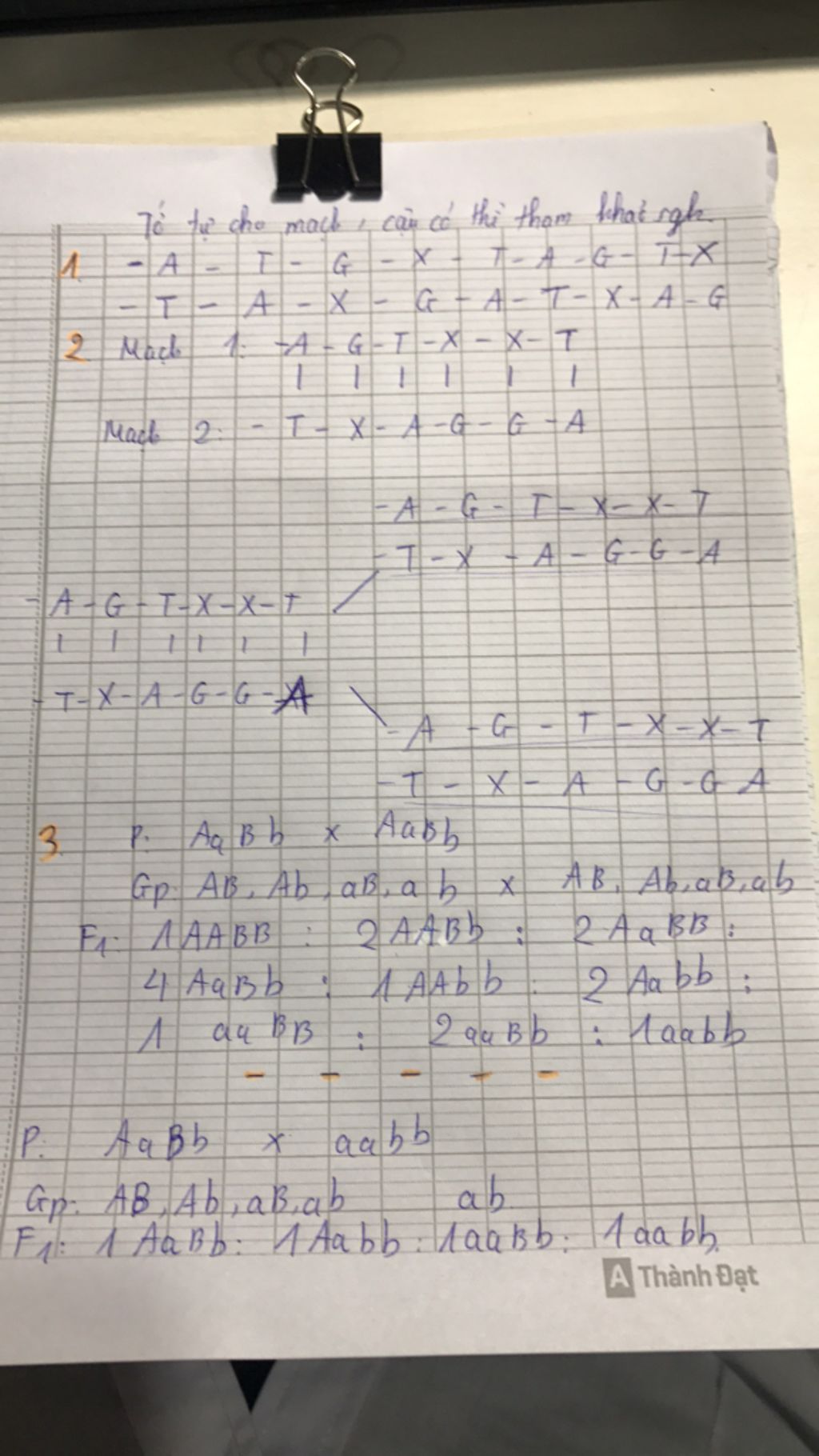 1-cho-doan-adn-viet-adn-con-tao-ra-2-cho-doan-adn-viet-adn-duoc-tao-ra-tu-mach-1-mach-2-3-p-aabb