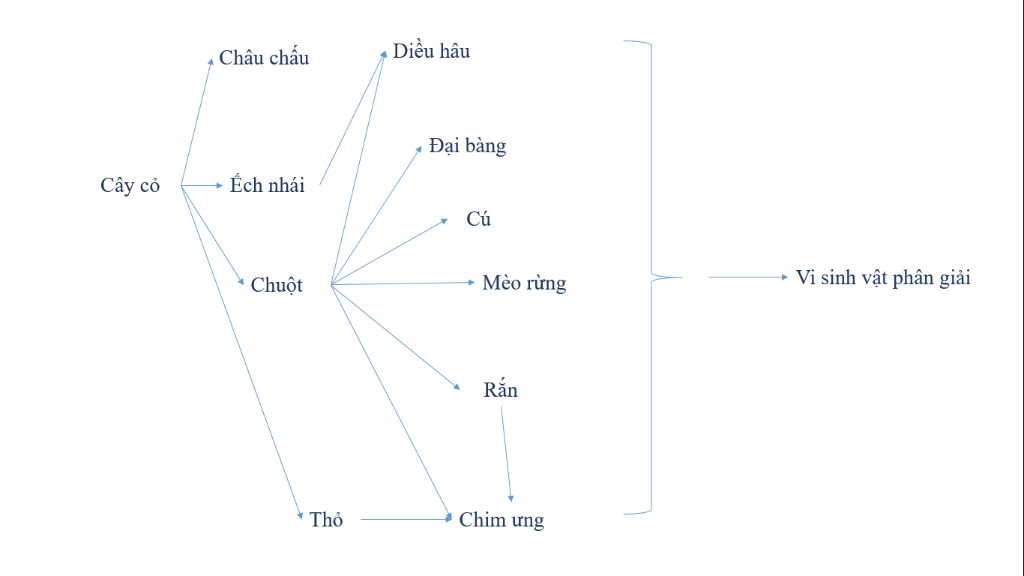 1-cho-mot-he-sinh-thai-co-cac-sinh-vat-tho-ga-cao-de-ho-dieu-hau-cay-co-vi-khuan-hay-viet-luoi-t