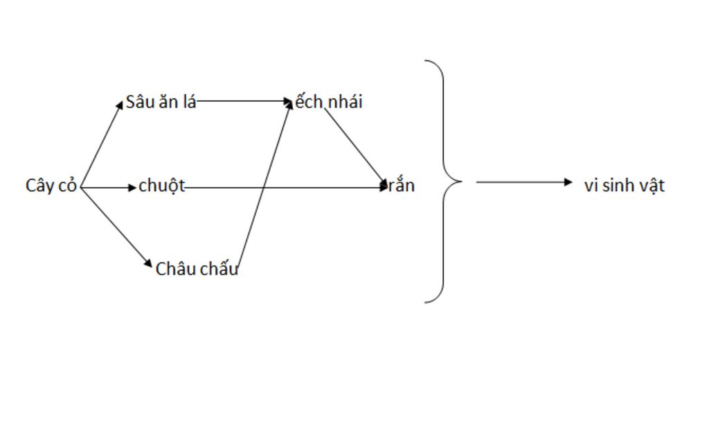 1-cho-quan-a-sinh-vat-gom-cac-yeu-to-sau-cay-co-vi-sinh-vat-chau-chau-chuot-ran-sau-an-la-ech-nh