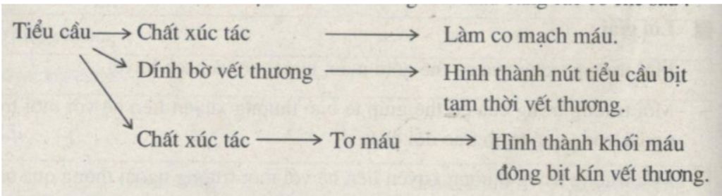 1-co-the-da-co-nhung-co-che-nao-de-tu-bao-ve-minh-khi-bi-bi-vet-thuong-gay-dut-dap-vo-mach-mau-v
