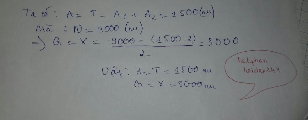 1-doan-adn-co-tong-la-9000-nu-tren-mach-co-a1-900-nu-i2-600-nu-tinh-so-nu-tung-loai-a-t-g