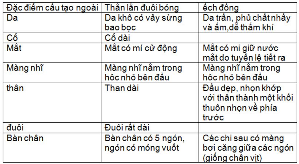 1-ech-thuc-hien-ho-hap-la-nho-vao-cai-j-2-cau-tao-cua-than-lan-bong-khac-voi-ech-dong-la-j-3-khi