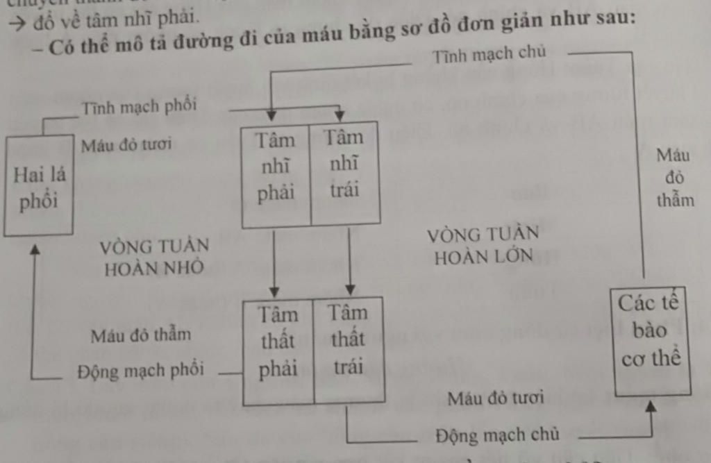 1-giai-thich-tim-hoat-dong-suot-doi-ma-khong-moi-2-ke-ten-cac-bo-cua-uong-guoi-nho-dau-ma-than-t