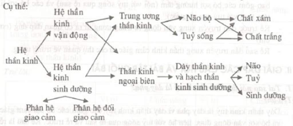 1-he-than-kinh-la-mot-he-co-quan-phan-hoa-cao-nhat-trong-co-the-nguoi-o-duoi-dang-ong-va-mang-lu