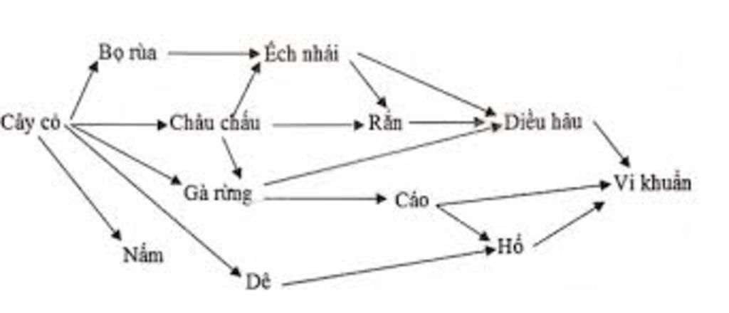 1-hieu-biet-ve-anh-huong-anh-sang-len-doi-song-thuc-vat-duoc-van-dung-nhu-the-nao-trong-trong-tr