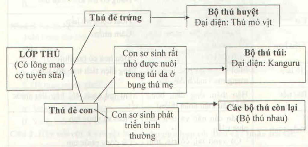 1-neu-dac-diem-cua-cac-loai-dong-vat-co-uong-song-da-hoc-2-neu-vai-tro-cac-lop-dong-vat-co-uong