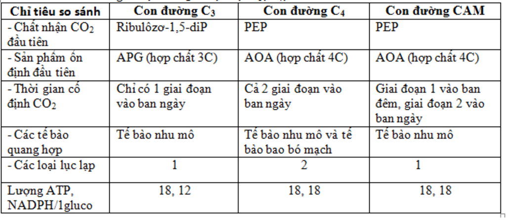 1-phan-biet-pha-toi-o-thuc-vat-c3-va-c4-2-phan-biet-pha-toi-o-thuc-vat-c4-va-cam-3-phan-biet-pha