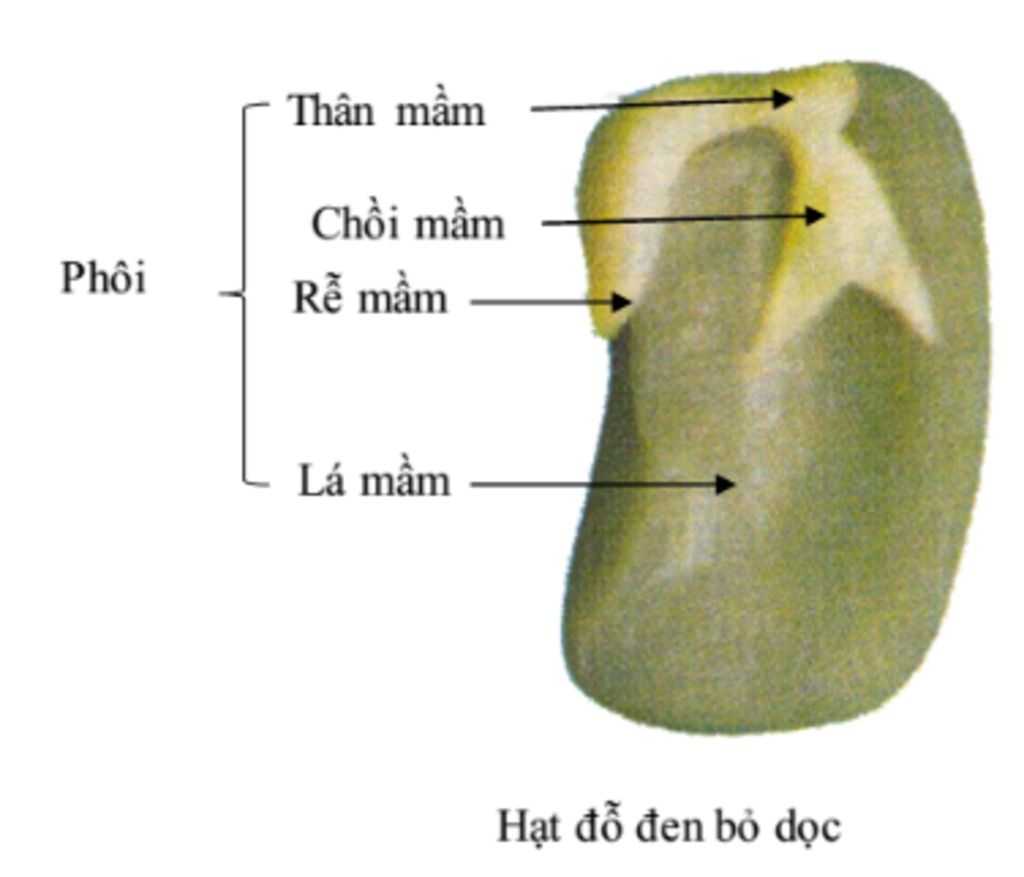 1-sau-khi-hoc-ong-bai-hat-va-cac-bo-phan-cua-hat-co-ban-noi-rang-hat-do-anh-gom-3-phan-la-vo-pho