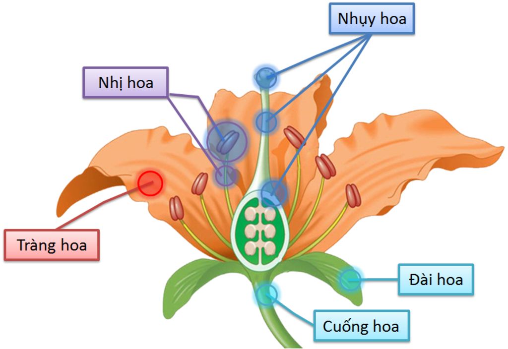 1-trinh-bay-dac-diem-cau-tao-phan-loai-va-chuc-nang-cua-hoa-qua-o-cay-anh-2-ve-va-chu-thich-vao